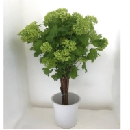 Immagine di VIBURNO OPULUS (palla di neve)