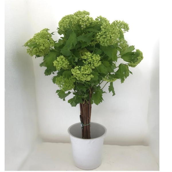 Immagine di VIBURNO OPULUS (palla di neve)