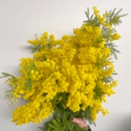 Picture of MIMOSA FIORITA 