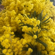Picture of MIMOSA FIORITA 