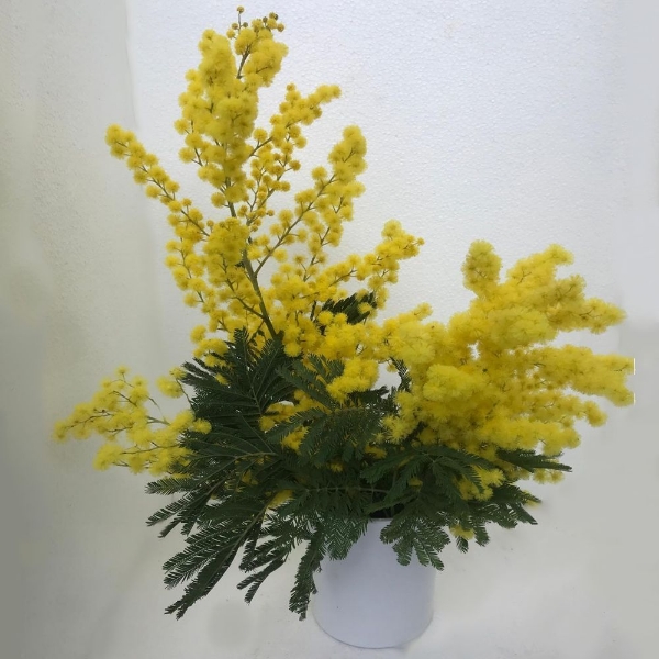 Picture of MIMOSA FIORITA 