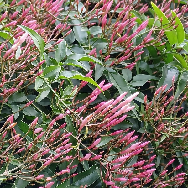 Immagine di GELSOMINO FIORITO