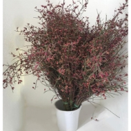 Image de GINESTRA BACCHE 