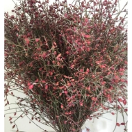 Image de GINESTRA BACCHE 