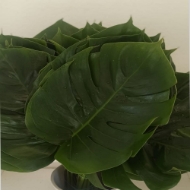 Picture of FILODENDRO FOGLIA