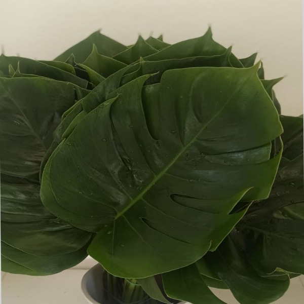 Picture of FILODENDRO FOGLIA