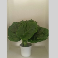 Picture of FILODENDRO FOGLIA