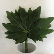 Picture of ARALIA FOGLIA