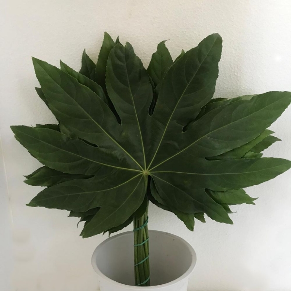 Picture of ARALIA FOGLIA