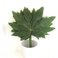 Picture of ARALIA FOGLIA