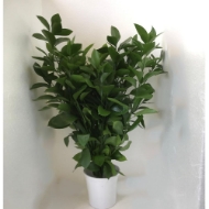 Immagine di RUSCUS GARDEN (ruscus hypophyllum)