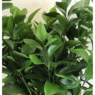 Immagine di RUSCUS GARDEN (ruscus hypophyllum)