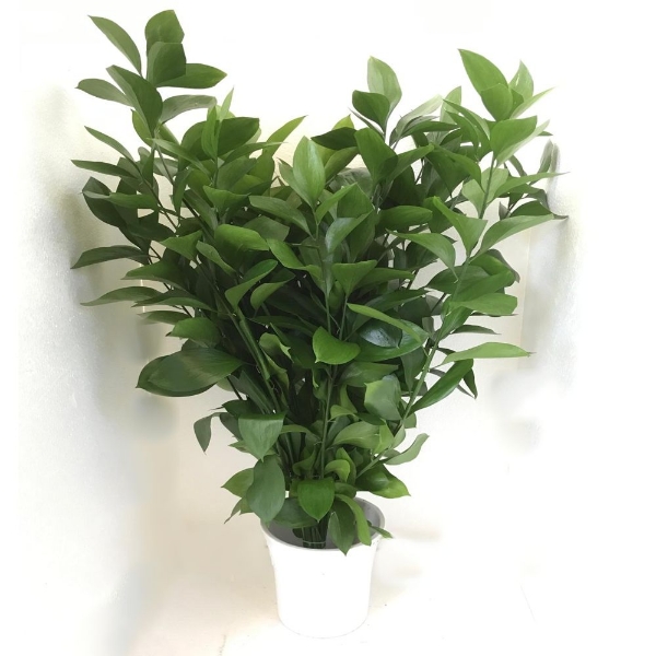 Immagine di RUSCUS GARDEN (ruscus hypophyllum)