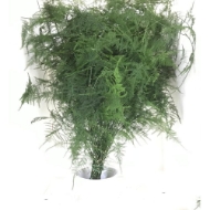 Immagine di ASPARAGUS PLUMOSUS