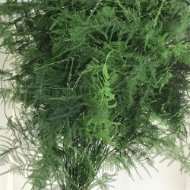 Immagine di ASPARAGUS PLUMOSUS