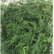 Immagine di ASPARAGUS PLUMOSUS