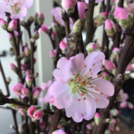 Immagine di PESCO FIORITO ROSA 120