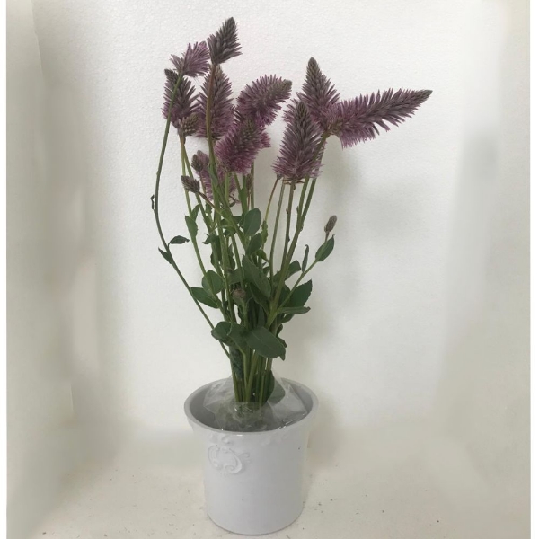 Immagine di PTILOTUS MULLA MULLA