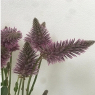 Immagine di PTILOTUS MULLA MULLA