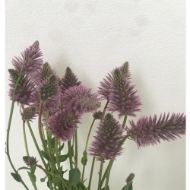 Immagine di PTILOTUS MULLA MULLA