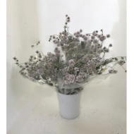 Immagine di PTILOTUS OBOVATUS