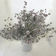 Immagine di PTILOTUS OBOVATUS