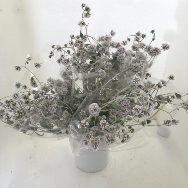 Immagine di PTILOTUS OBOVATUS