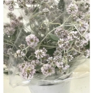 Immagine di PTILOTUS OBOVATUS