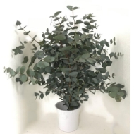 Immagine di EUCALIPTO CINEREA