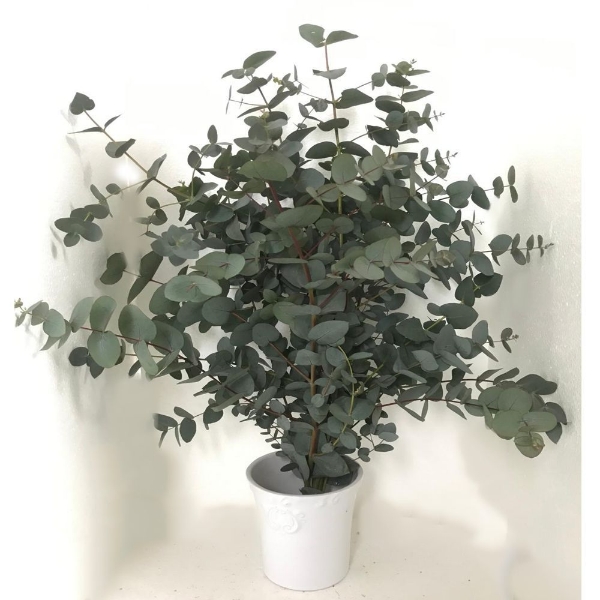 Immagine di EUCALIPTO CINEREA