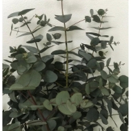 Immagine di EUCALIPTO CINEREA