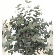 Immagine di EUCALIPTO CINEREA