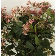 Immagine di VIBURNO FIORITO VALERY rosa