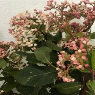 Immagine di VIBURNO FIORITO VALERY rosa