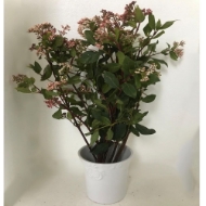 Immagine di VIBURNO FIORITO VALERY rosa