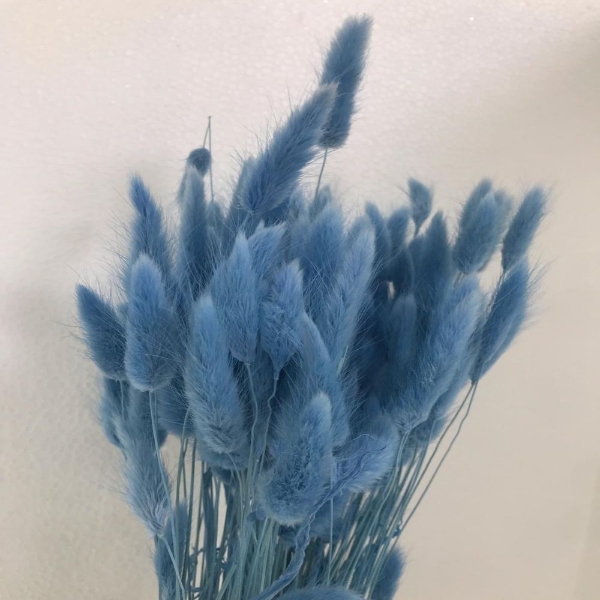 Immagine di LAGURUS COLORATO 