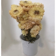 Immagine di HELYCRYSUM BRACTEATUM (fiore di paglia)