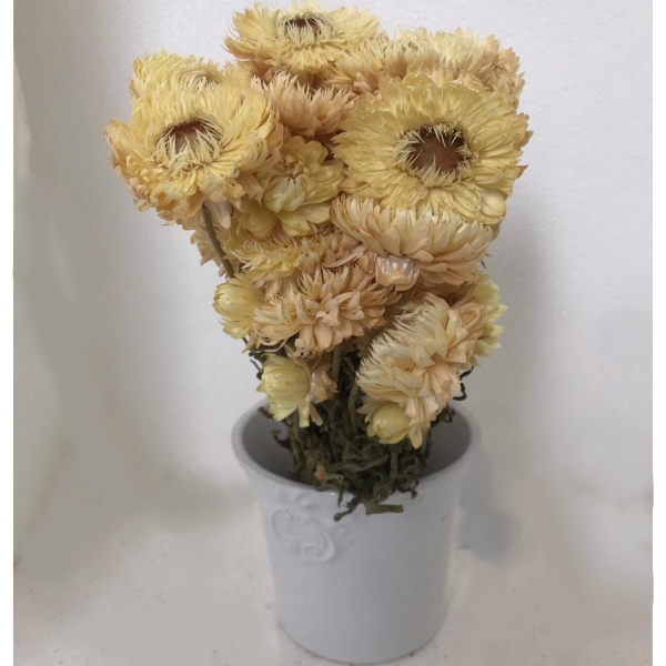 Immagine di HELYCRYSUM BRACTEATUM (fiore di paglia)