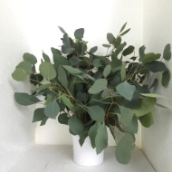 Immagine di EUCALIPTO POPULUS FOGLIA