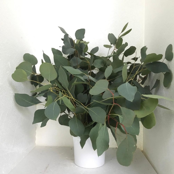 Immagine di EUCALIPTO POPULUS FOGLIA