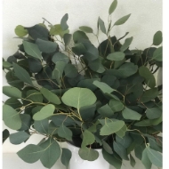 Immagine di EUCALIPTO POPULUS FOGLIA