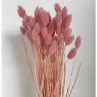 Picture of PHALARIS SBIANCATO e colorato