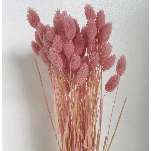 Picture of PHALARIS SBIANCATO e colorato