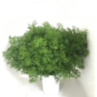 Picture of ASPARAGUS MYRIOCLADUS 