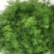 Picture of ASPARAGUS MYRIOCLADUS 