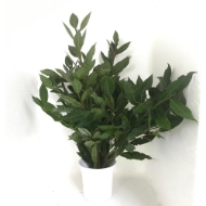 Picture of ALLORO (laurus nobilis)