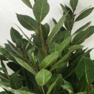 Picture of ALLORO (laurus nobilis)