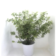 Immagine di PITTOSFORO NEVATO