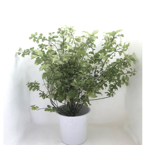 Immagine di PITTOSFORO NEVATO