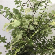 Immagine di PITTOSFORO NEVATO